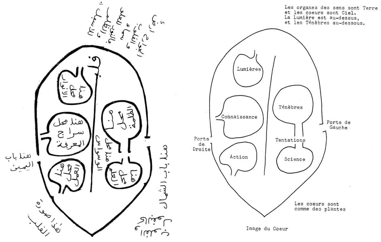 anatomie du coeur, en arabe 